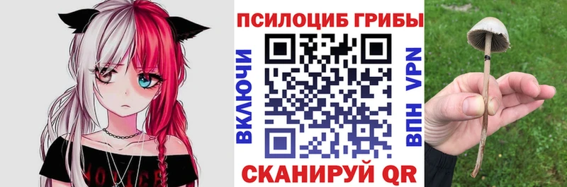 Псилоцибиновые грибы Psilocybine cubensis  Гвардейск 