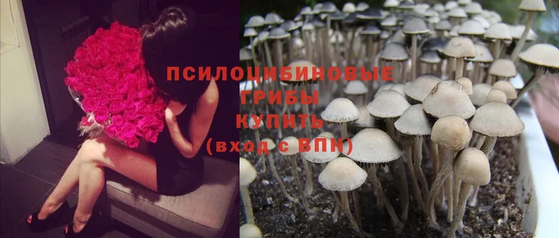 даркнет сайт  Гвардейск  blacksprut ССЫЛКА  Псилоцибиновые грибы Magic Shrooms 